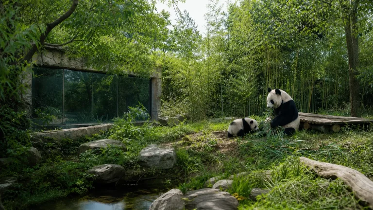 A mother giant panda and cub in a naturalistic zoo habitat